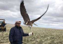 Sheikh Zayed Falcon Release Programme releases 65 falcons in Kazakhstan