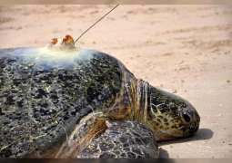"الإمارات للطبيعة" وبيئة أبوظبي" تكشفان أحدث نتائج مشروع الحفاظ على السلاحف الخضراء