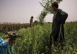 Drug Trafficking Situation in Afghanistan Far From Improving - UN Office