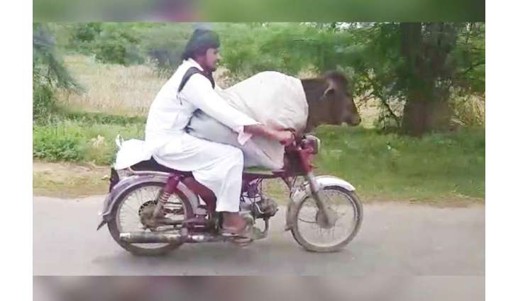 Only in Pakistan! Watch man riding bike with a cow