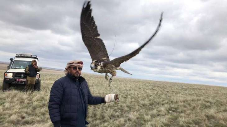 Sheikh Zayed Falcon Release Programme releases 65 falcons in Kazakhstan