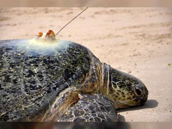 "الإمارات للطبيعة" وبيئة أبوظبي" تكشفان أحدث نتائج مشروع الحفاظ على السلاحف الخضراء