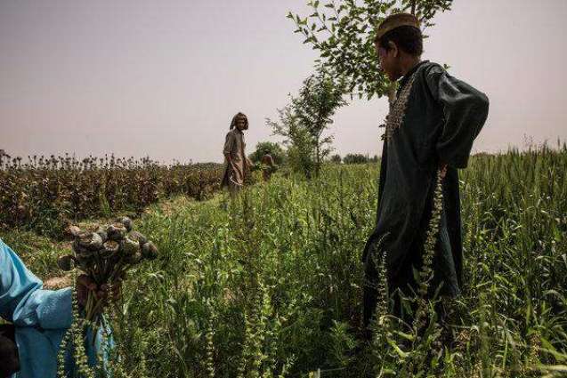Drug Trafficking Situation in Afghanistan Far From Improving - UN Office
