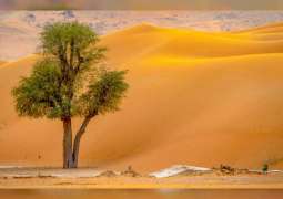 شجرة الغاف ..  شعار عام التسامح  في الإمارات و مصدر الحياة و عنوان الاستقرار وسط الصحراء