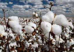Country gets cotton sowing target : Senate's body told