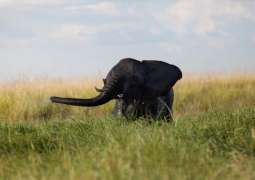 Elephant Kills Farmer in Northeast Botswana - Reports