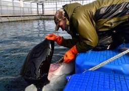 Orcas From 'Whale Prison' in Russian Far East to Be Released Into Wild by Fall - Ministry