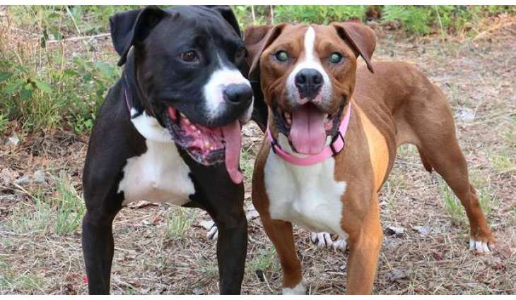 Dogs owners feeling long-term stress can transfer it to their dogs, science shows