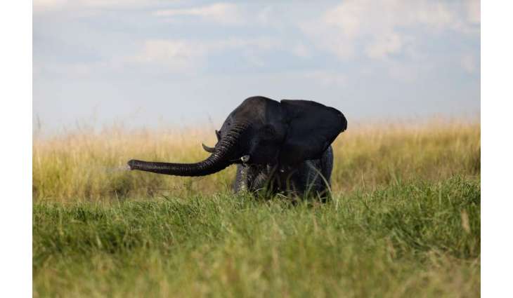 Elephant Kills Farmer in Northeast Botswana - Reports
