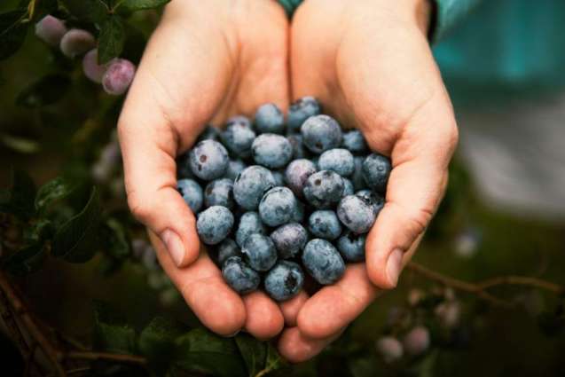 Can blueberries protect heart health?