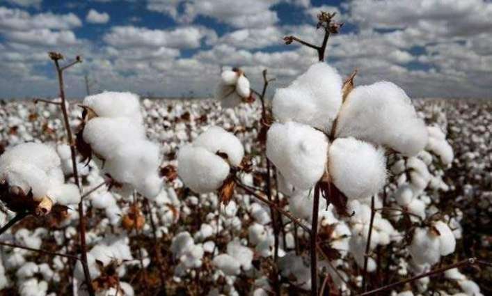 Country gets cotton sowing target : Senate's body told