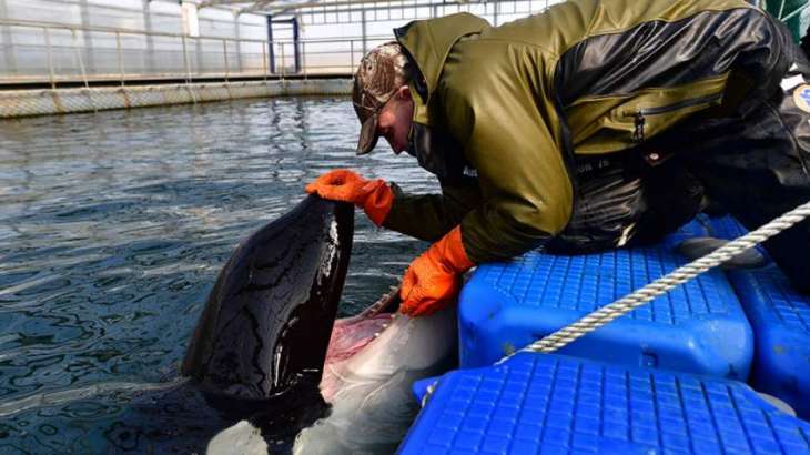 Orcas From 'Whale Prison' in Russian Far East to Be Released Into Wild by Fall - Ministry