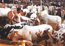 KP imposes taxes on sacrificial animals