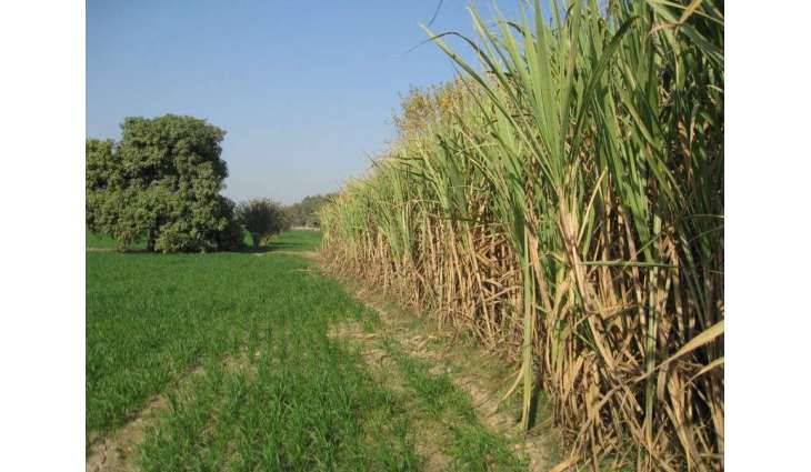 Sugar mills owned by Sharif family flouting  court orders by not making  payment to farmers