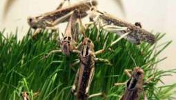 Locusts attack enters in Punjab, Agriculture department sprays urgently