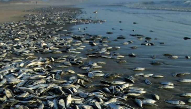 Culprits mix poison in Rawal Dam, thousands fish die