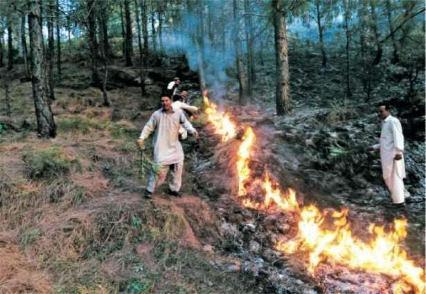 Senate body for joint efforts to control fire eruption in Islamabad, Murrees forests