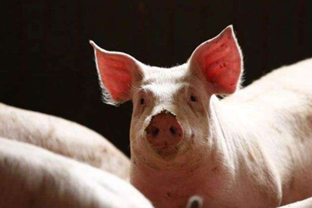 Russian Village Quarantined Over African Swine Fever