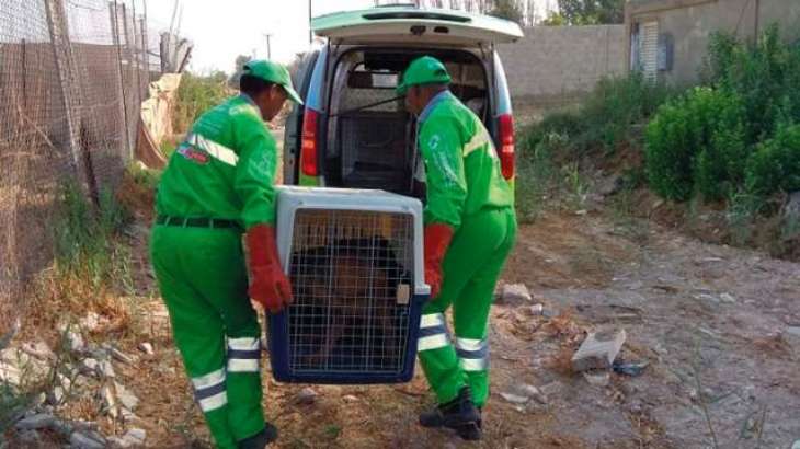 Over 500,000 animals treated in Abu Dhabi last year: SACD