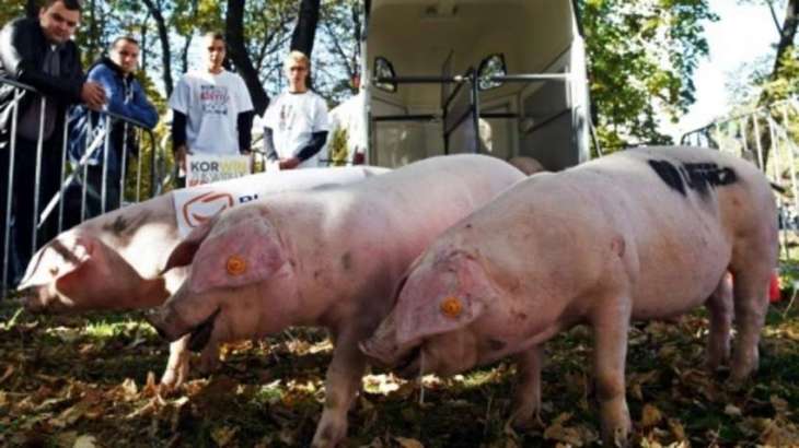 First Case of African Swine Fever Reported in Slovakia - Veterinary Authority