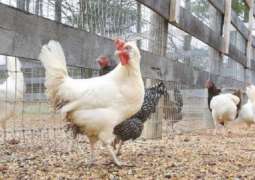 Government starts backyard poultry project