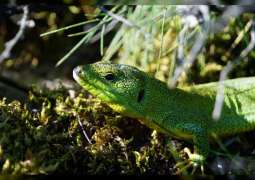 Lacertid lizards may be unable to cope with climate change