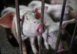 Third Case of African Swine Fever Registered in South Korea - Reports