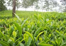 Tea plantation can improve economy: Chairman, PARC