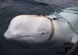 Transfer of Last Belugas From Russia's 'Whale Jail' to Release Site to Start Sept 28 - NGO
