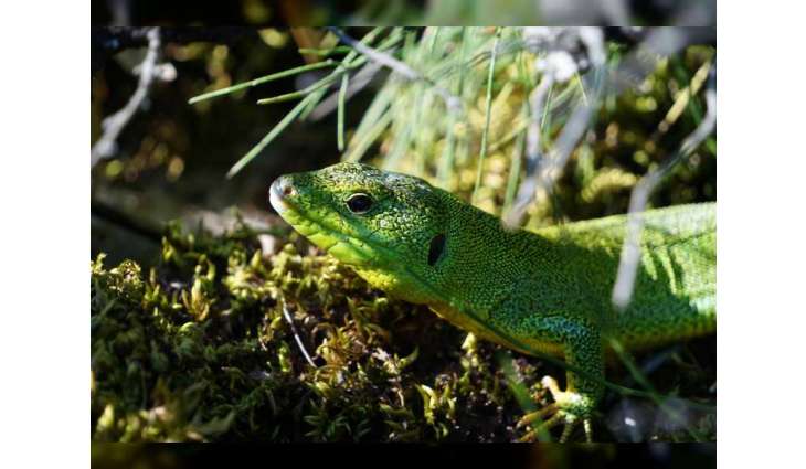 Lacertid lizards may be unable to cope with climate change