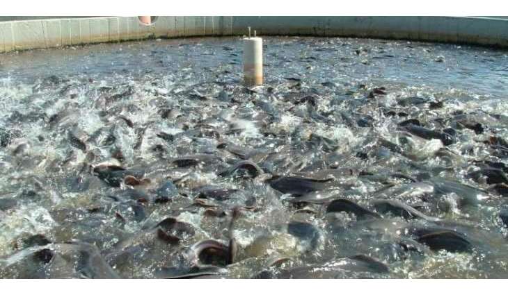 PARC , GFRI China arranges training programme of Trout Fish farming business