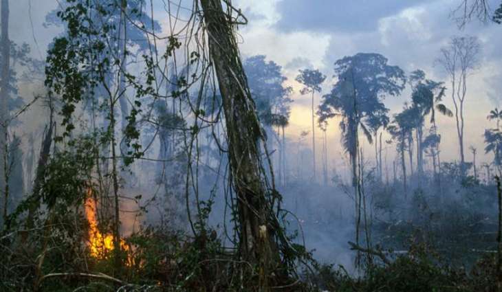 Amazon Fires Risk Unlocking Carbon Mass Stored in Forests - Climate Think Tank