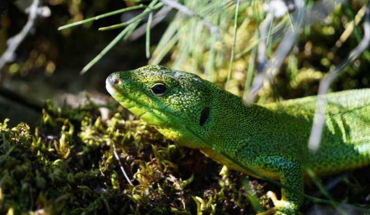 Lacertid lizards may be unable to cope with climate change