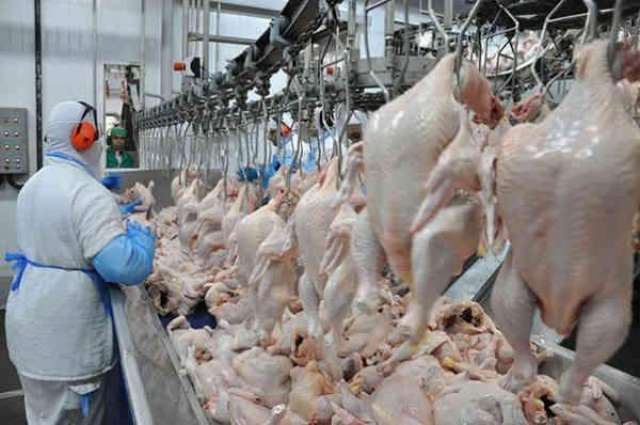 Brazil’s chicken meat exports to Arab countries reach $1.6bn