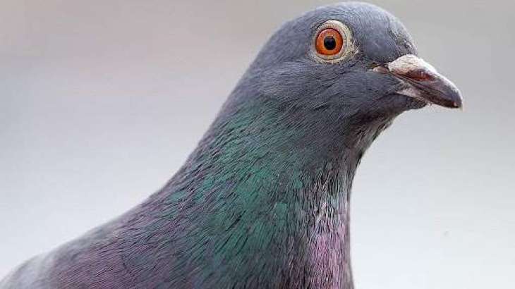 CIA Planned to Use Pigeons to Gather Intelligence During Cold War - Declassified Documents