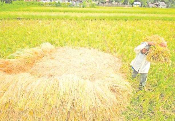 Philippine Farmers Can Start Buying Irradiated Rice Growth Promoter by 2020 - PNRI