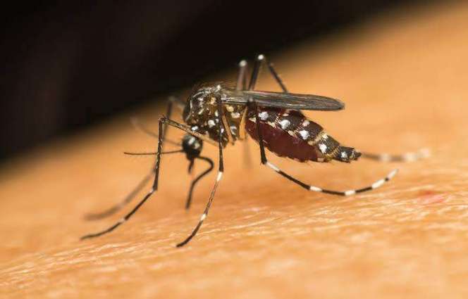 Tally of dengue cases rising alarmingly
