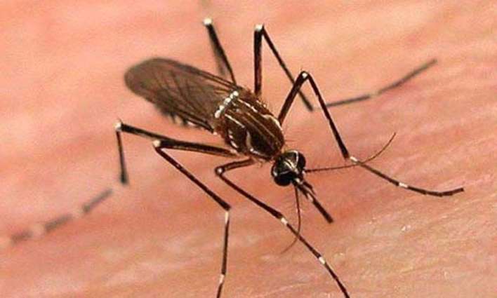 Number of Dengue patients rises in twin cities