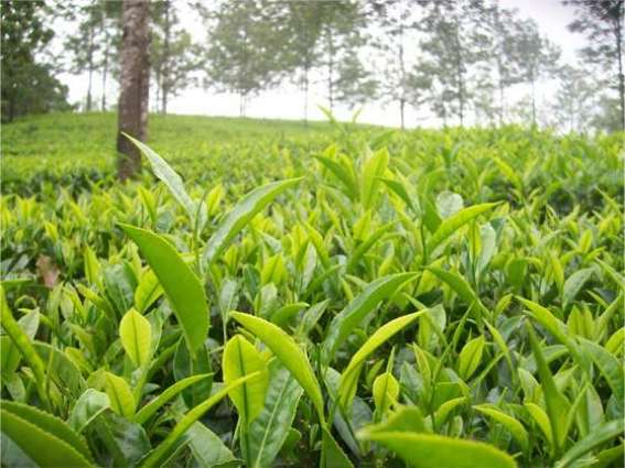 Tea plantation can improve economy: Chairman, PARC