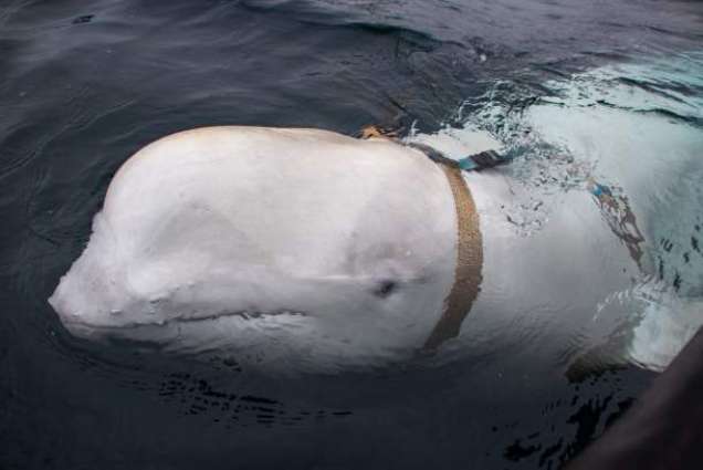 Transfer of Last Belugas From Russia's 'Whale Jail' to Release Site to Start Sept 28 - NGO