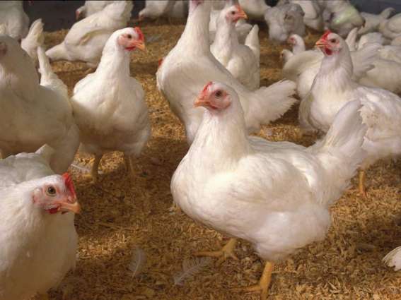 Excessive use of anti biotic in feed of broiler fowls  fattening  fowl mafia, pushing the people to mire of death