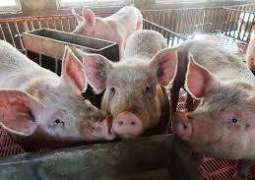 Philippines Finds New Cases of African Swine Fever Virus in 2 Provinces - Reports
