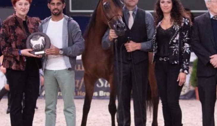خيول عمار النعيمي تحصد ذهبيتين وفضية في بطولة كل الأمم آخن 2019
