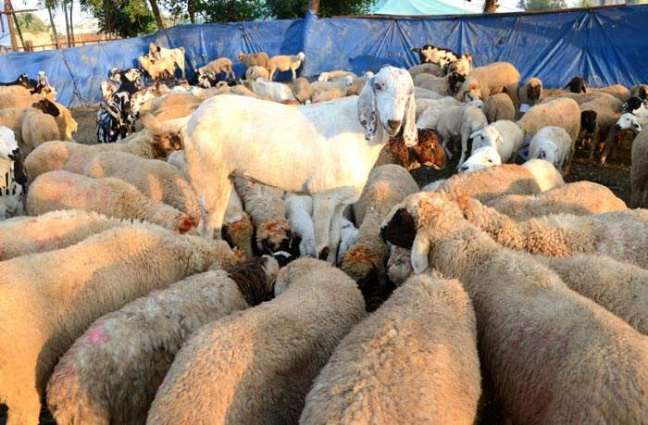 1 in 3 Pakistanis sacrificed a Goat on Eid ul Adha this year