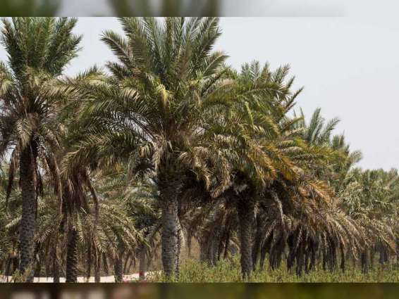 NYUAD researchers release new date palm genome sequence