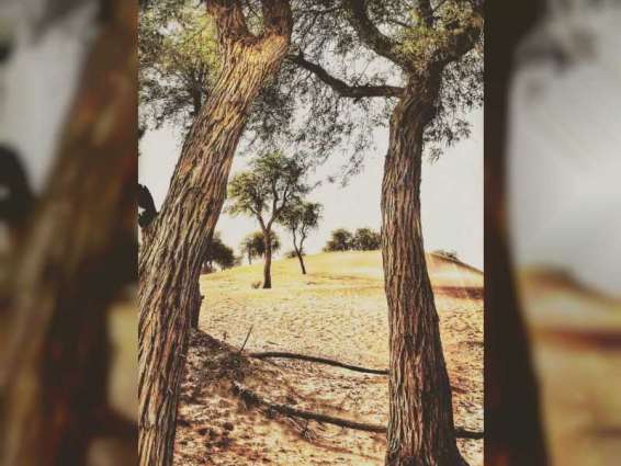 الأشجار المعمرة في الإمارات .. روح المكان و ذاكرة الزمان