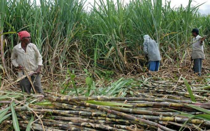 Promoting sugarcane crop on the cost of cotton criticised