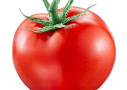 Farmers carry weapons to guard tomato fields in Badin