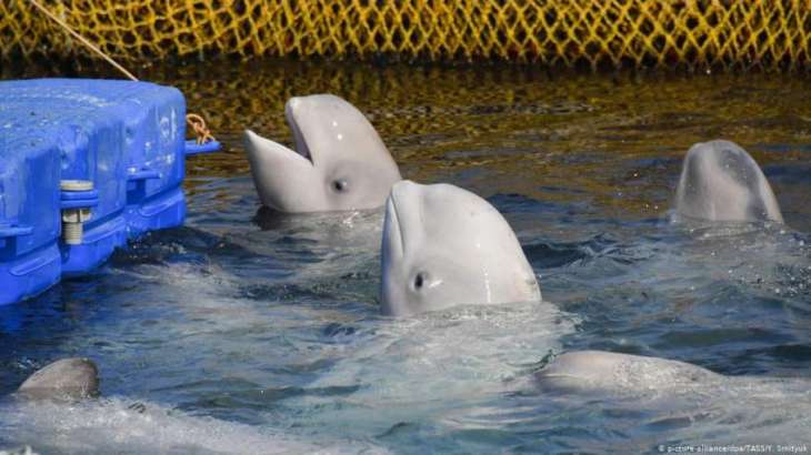 Last Batch of Belugas From Russia's 'Whale Jail' to Be Set For Release on Tuesday - VNIRO