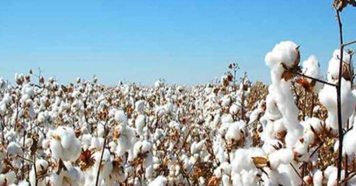 Pakistan can lose title of major cotton-producing country